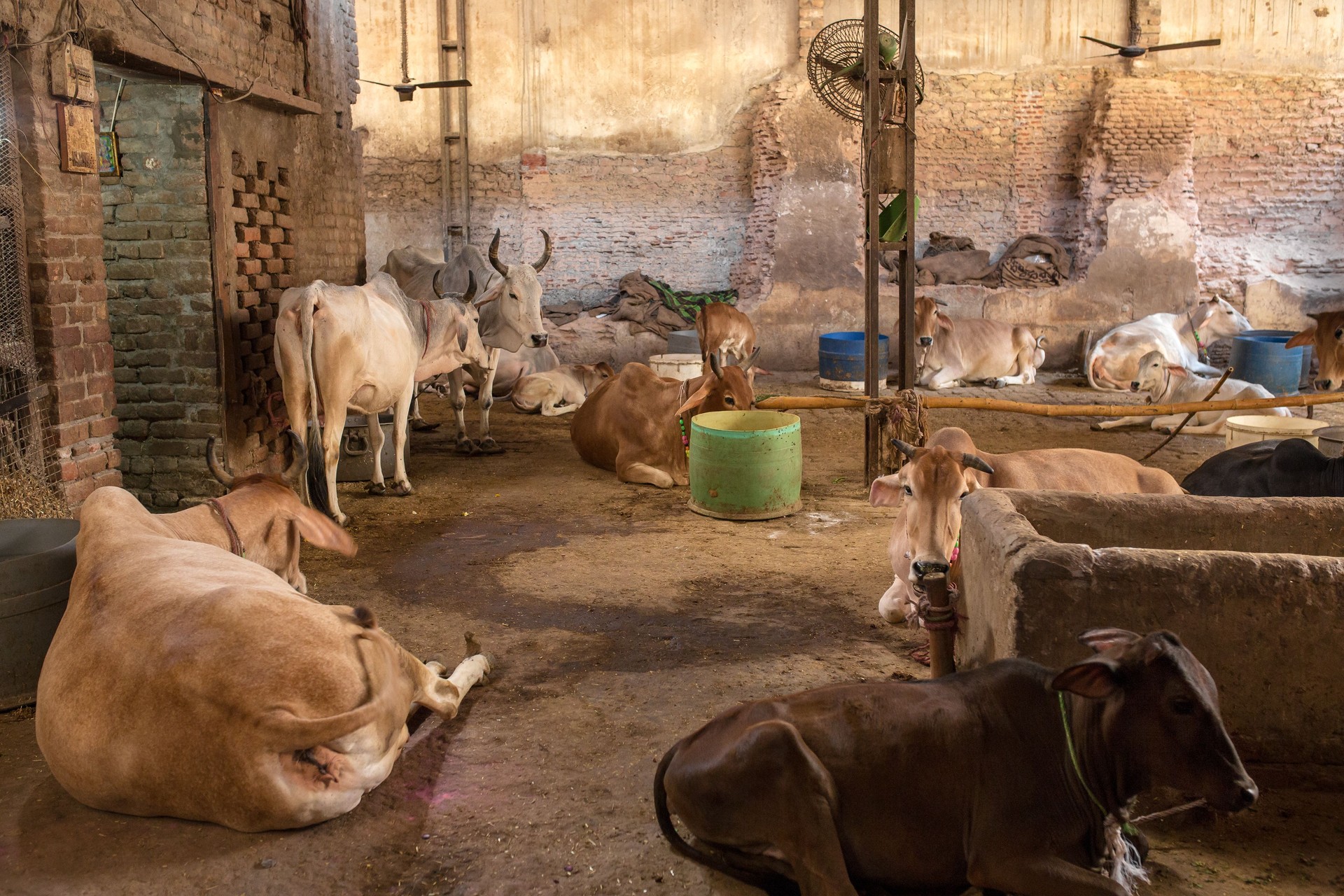 Cows in Goshala - protective shelters for cows
